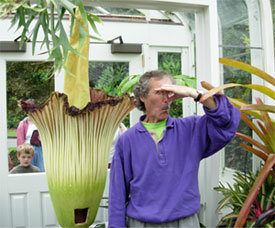 Amorphophallus