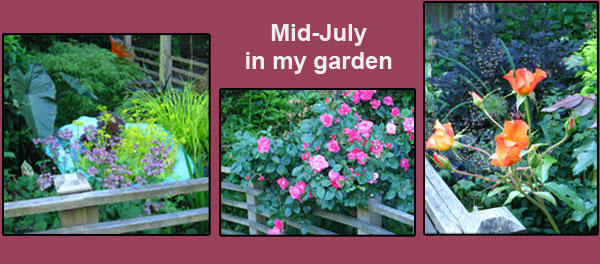 My garden