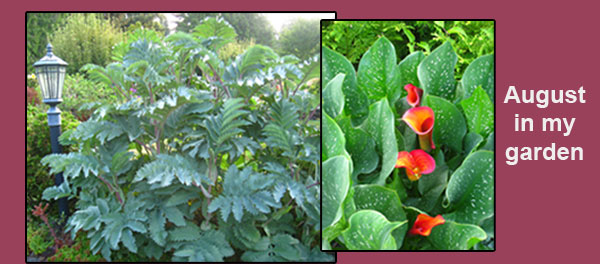 My garden
