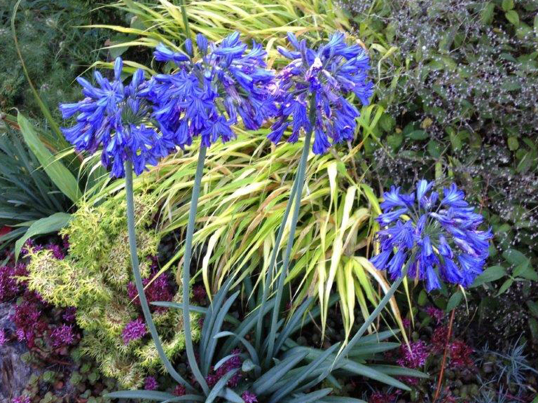 Sky Blue Lilies - 25 bulbs – BloomingBulb