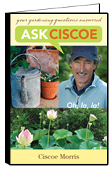 Ask Ciscoe Book
